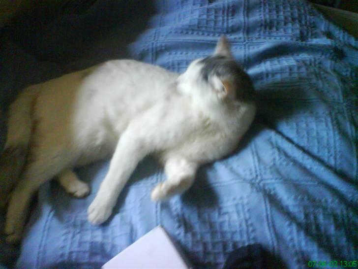 Huskat Pelle billede 3