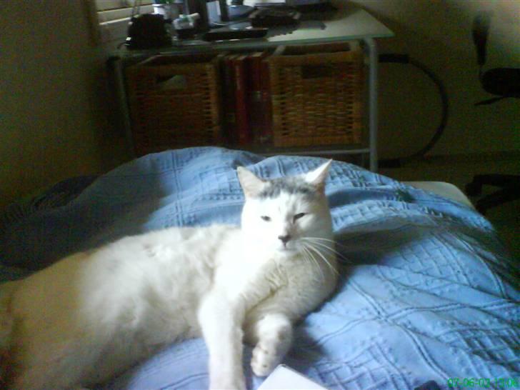 Huskat Pelle billede 4