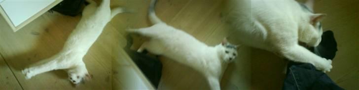 Huskat Pelle billede 5