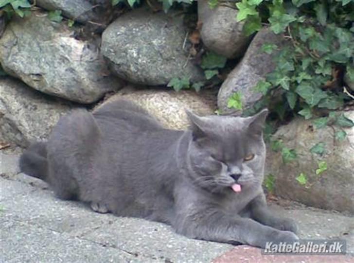 British Shorthair Alberto - Se hvor flot han er, med de store bamsepoter (: billede 9