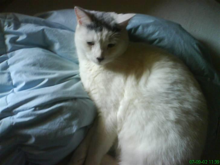 Huskat Pelle billede 6