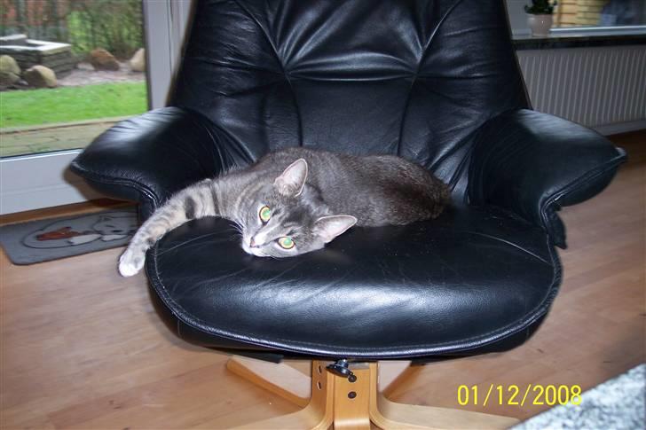 Huskat Anton billede 11