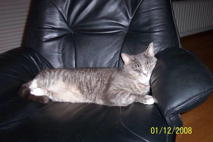 Huskat Anton billede 12