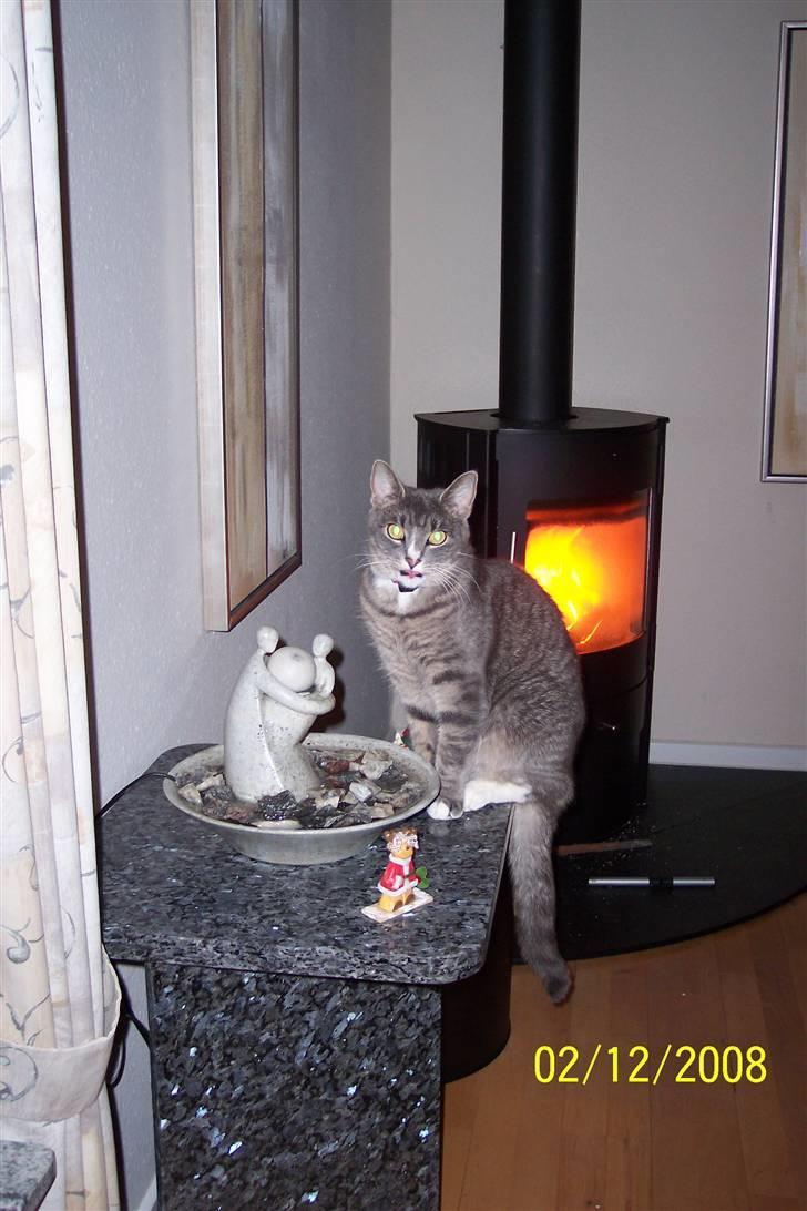 Huskat Anton billede 13