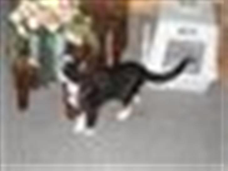 Huskat felixsine<3!! R.I.P :'( billede 15