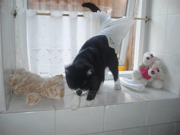 Huskat felixsine<3!! R.I.P :'( billede 16