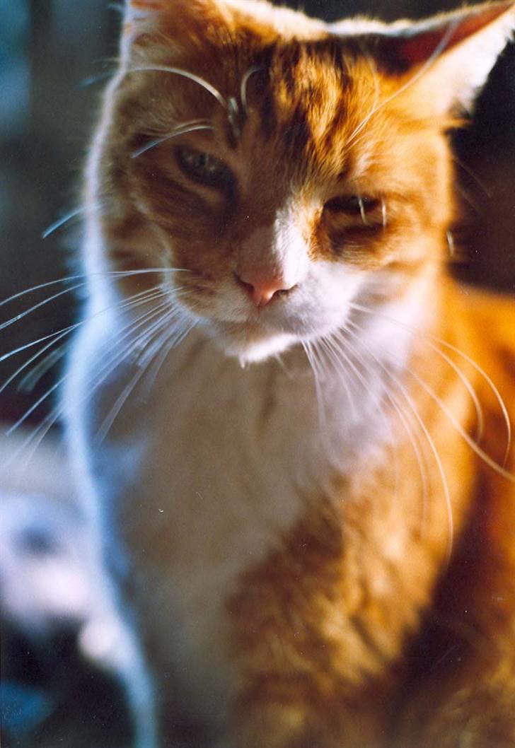 Blanding af racer Stoffer billede 1