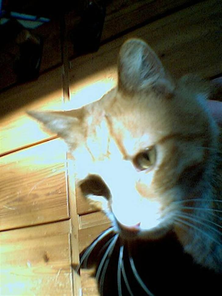 Blanding af racer Stoffer billede 2