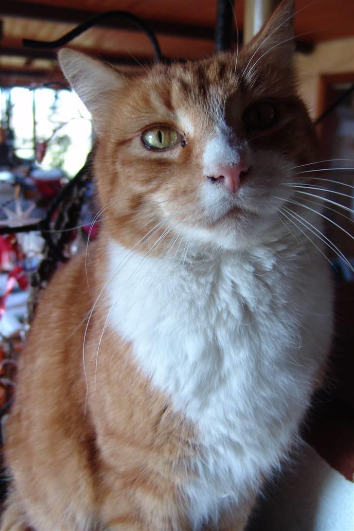 Blanding af racer Stoffer billede 3