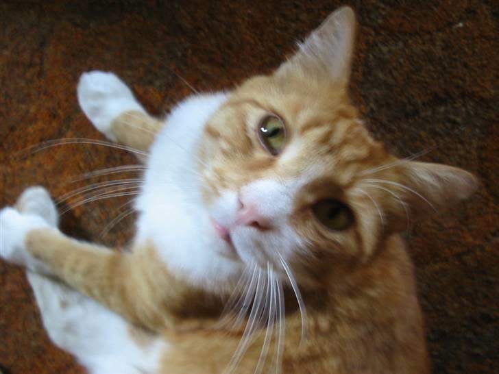 Blanding af racer Stoffer billede 4