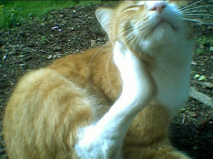 Blanding af racer Stoffer - En spøjs effekt og manipulering man kan få med et kamera med en lang lukketid :D billede 5