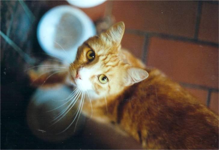 Blanding af racer Stoffer billede 6