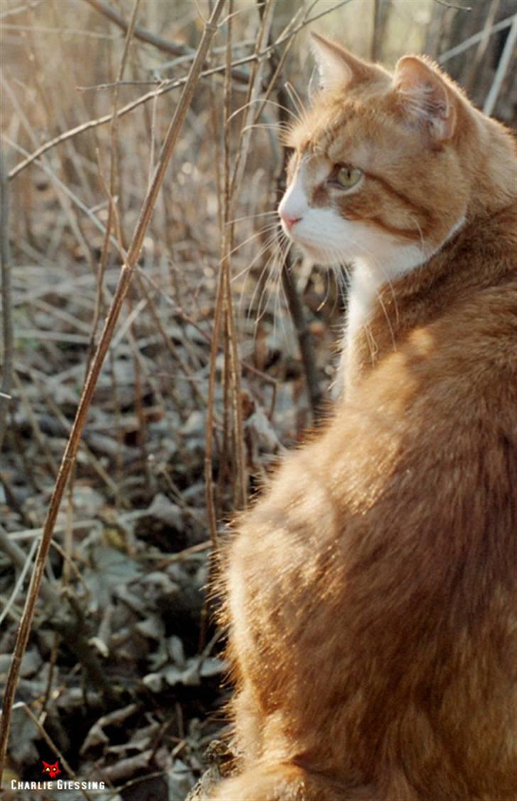 Blanding af racer Stoffer - Stoffer er nok den bedste kattemodel man kan ønske sig. Han er meget fotogen billede 7