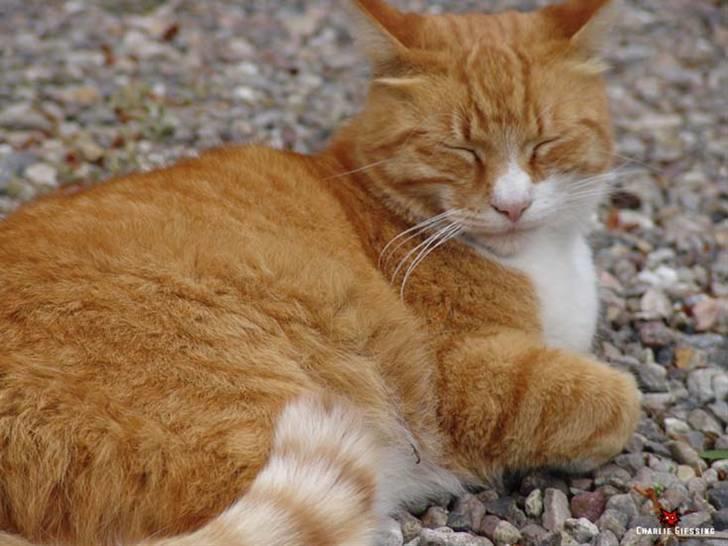 Blanding af racer Stoffer billede 8