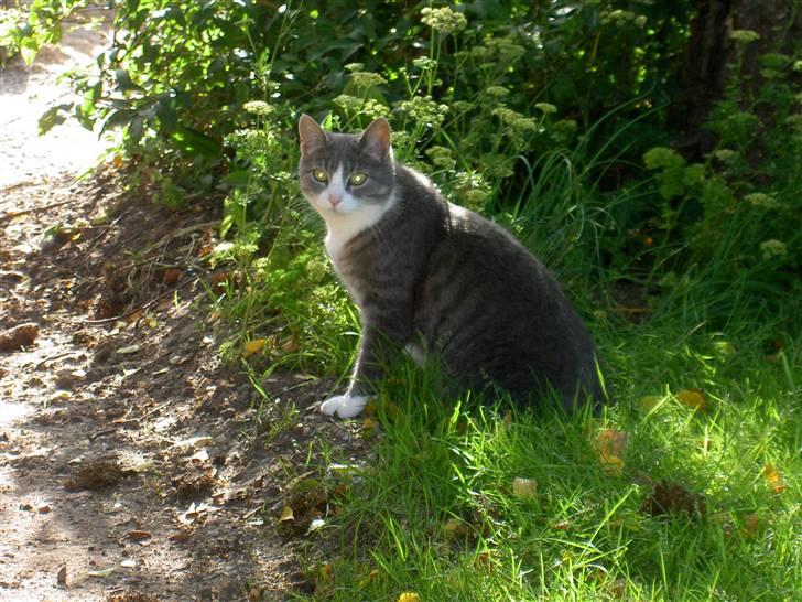 Blanding af racer Mivsen billede 9