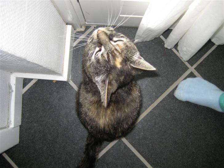 Huskat Mini <3 - Miin lille Mis . Her sidder hun og venter på at komme ud :) billede 1