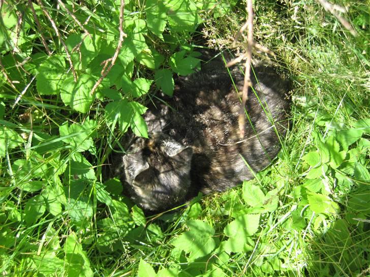 Huskat Mini <3 - Hehe . Hun tager sig en lur i haven. :) billede 2