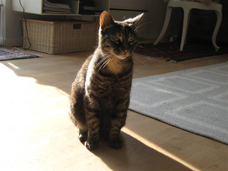 Huskat Mini <3 - Hun er da en yndig kat . :) billede 3