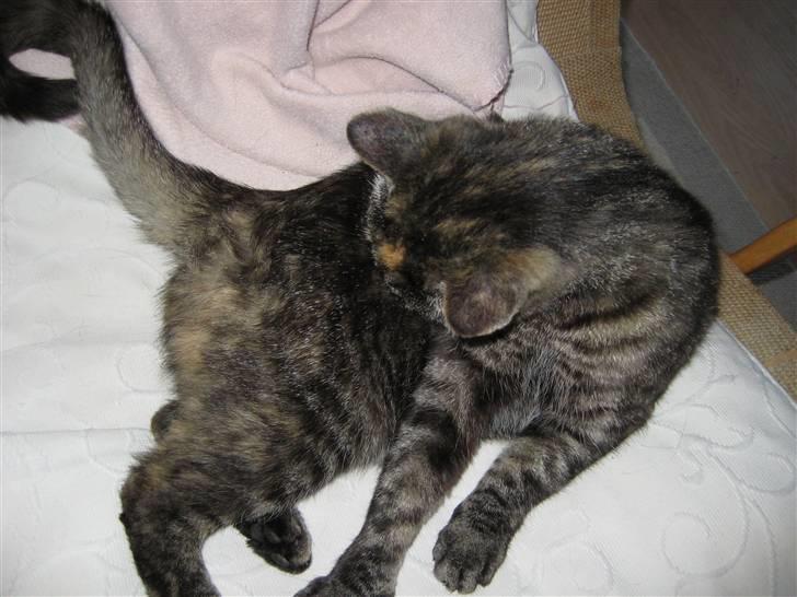 Huskat Mini <3 - Og der bliver taget et bad . :) billede 4