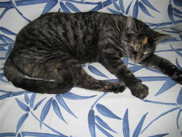 Huskat Mini <3 - zZzzZzZZ  -      billede 5