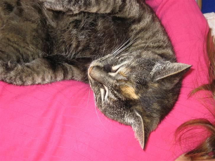 Huskat Mini <3 - Nårrh . ! billede 7