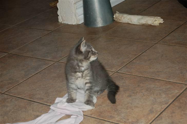 Huskat Aske - Min søde lille aske ser tv hi hi. billede 1