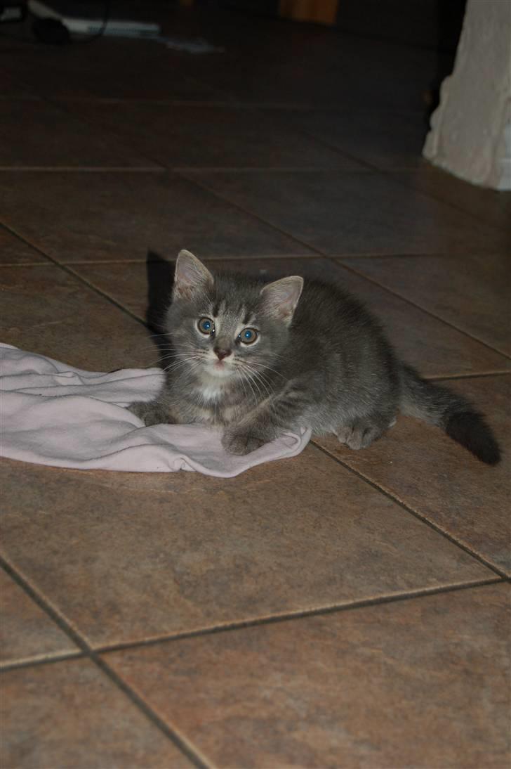 Huskat Aske - Han ser bare sød ud. billede 2