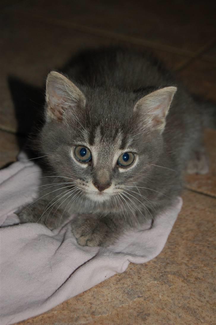 Huskat Aske billede 3