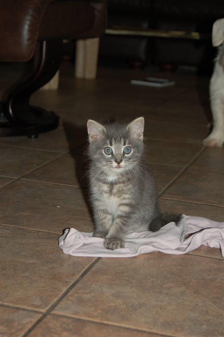 Huskat Aske billede 4