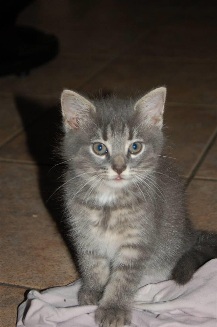 Huskat Aske - Han har de sødste øjne syntes jeg. billede 5