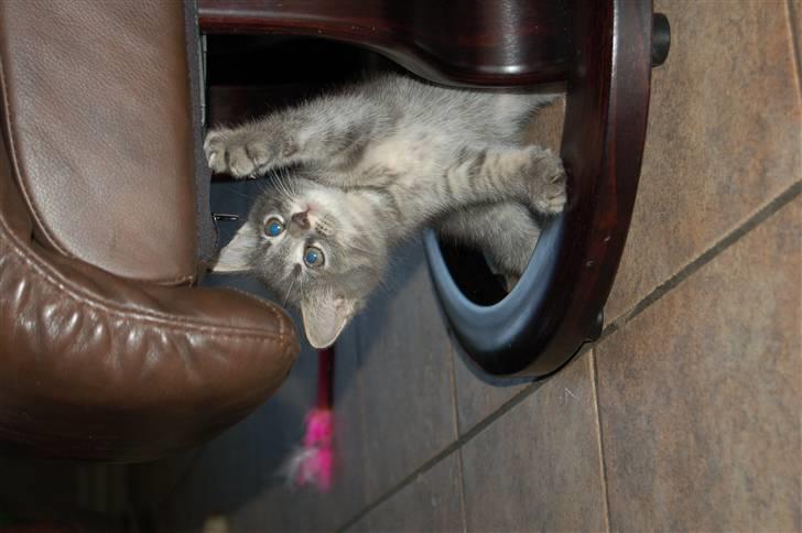 Huskat Aske billede 6