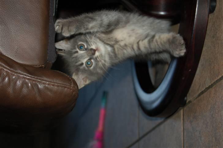 Huskat Aske - Jeg elsker min beste ven aske. billede 7