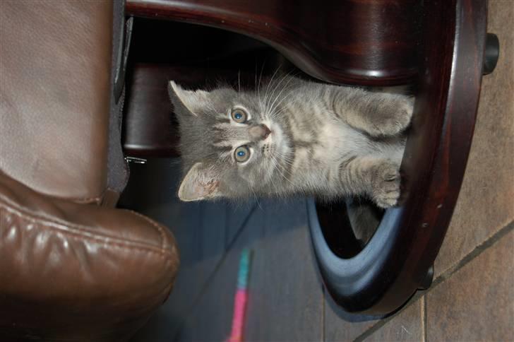 Huskat Aske billede 8