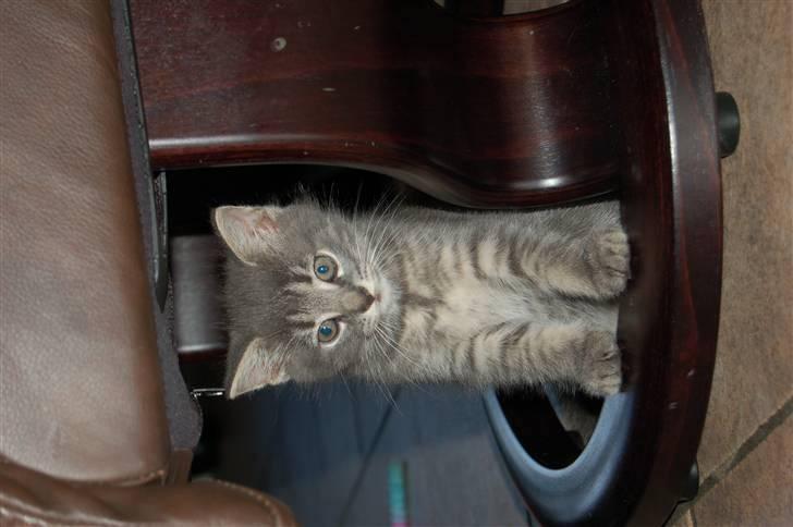 Huskat Aske - min egen aske er så sød og smuk. billede 9