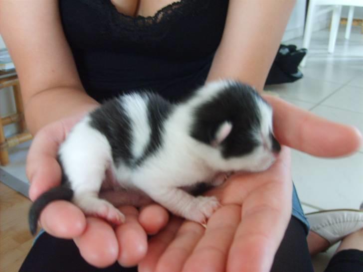 Blanding af racer Toulouse *RIP* billede 2