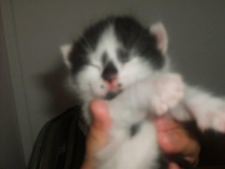 Blanding af racer Toulouse *RIP* billede 3