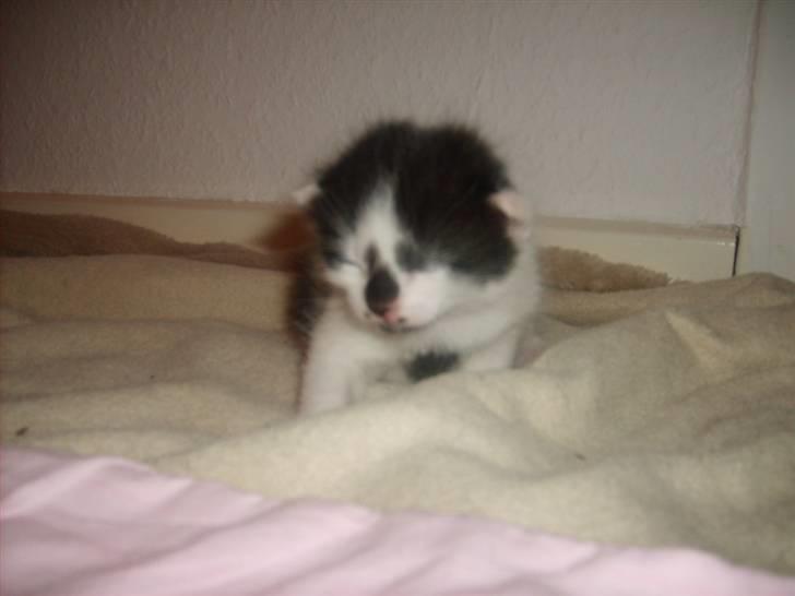 Blanding af racer Toulouse *RIP* billede 4