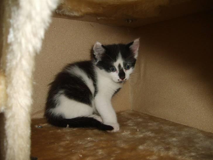 Blanding af racer Toulouse *RIP* billede 5