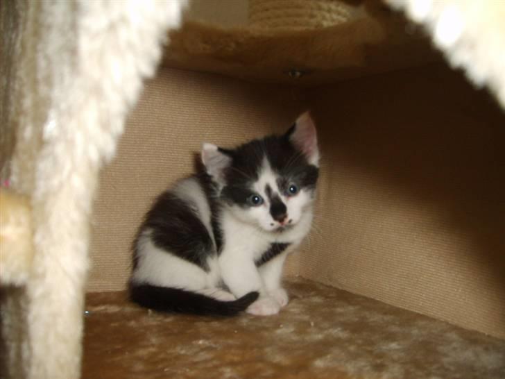 Blanding af racer Toulouse *RIP* billede 6