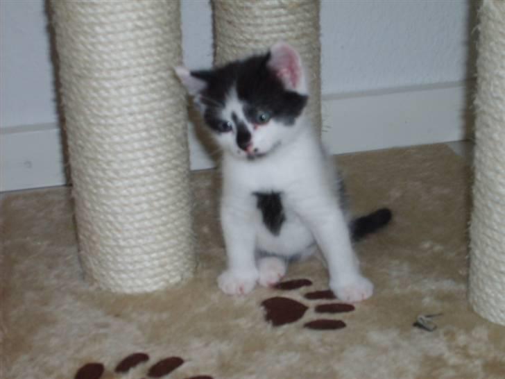 Blanding af racer Toulouse *RIP* billede 7