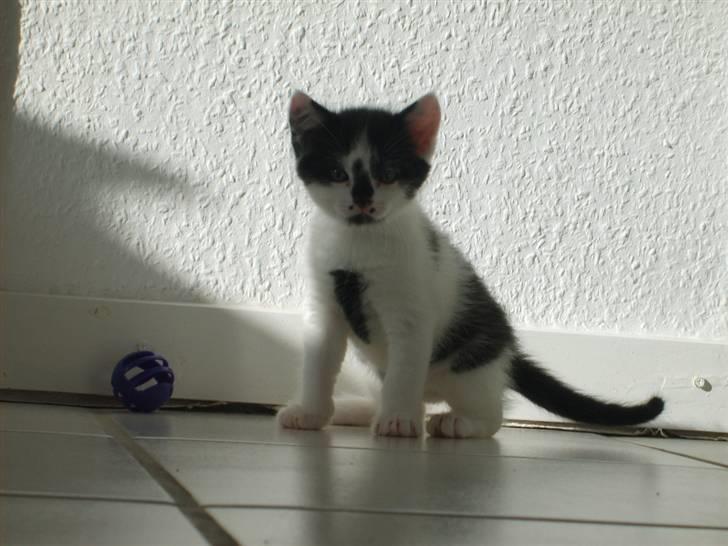 Blanding af racer Toulouse *RIP* billede 8