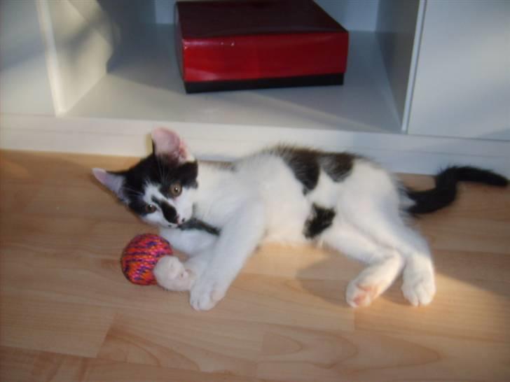 Blanding af racer Toulouse *RIP* billede 9