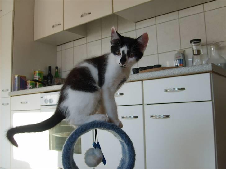 Blanding af racer Toulouse *RIP* billede 10