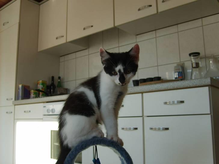 Blanding af racer Toulouse *RIP* billede 11