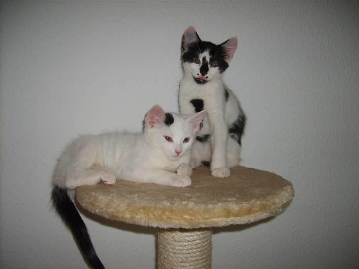 Blanding af racer Toulouse *RIP* - Toulouse og søster Chanel billede 12