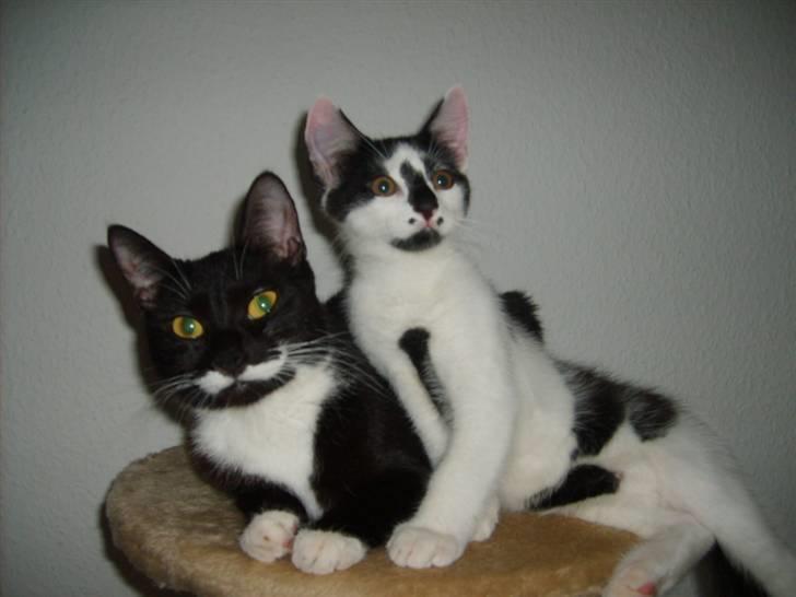 Blanding af racer Toulouse *RIP* - Toulouse og mor baby billede 13