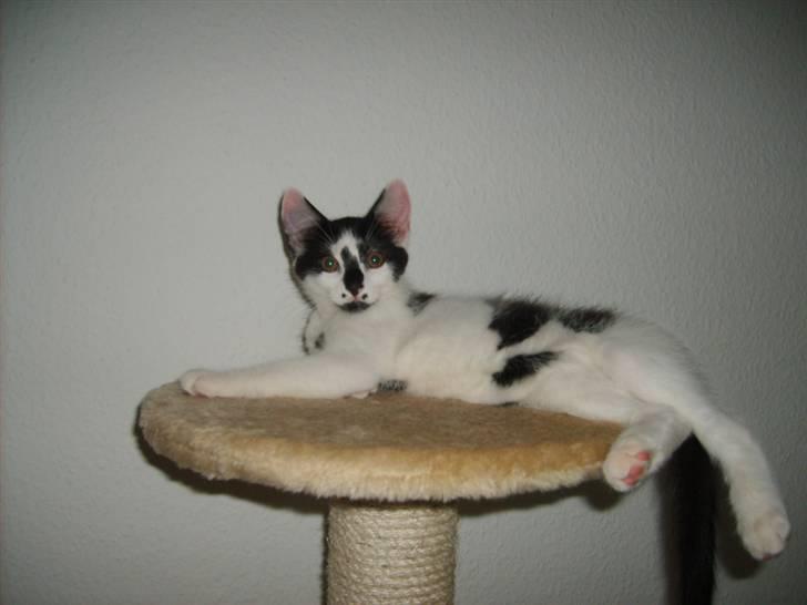 Blanding af racer Toulouse *RIP* billede 14