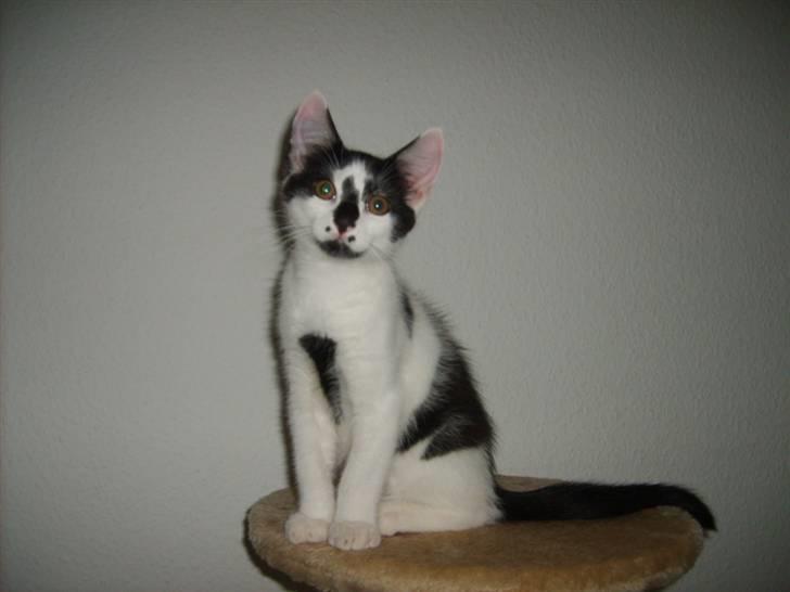 Blanding af racer Toulouse *RIP* billede 15