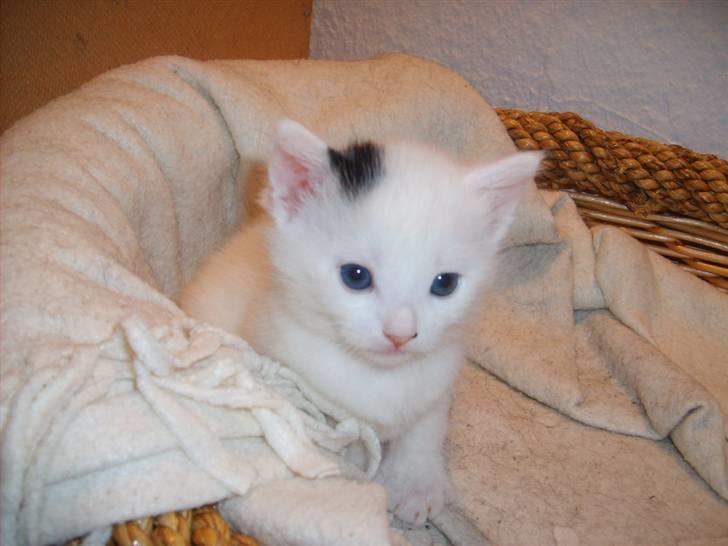 Blanding af racer Chanel billede 1