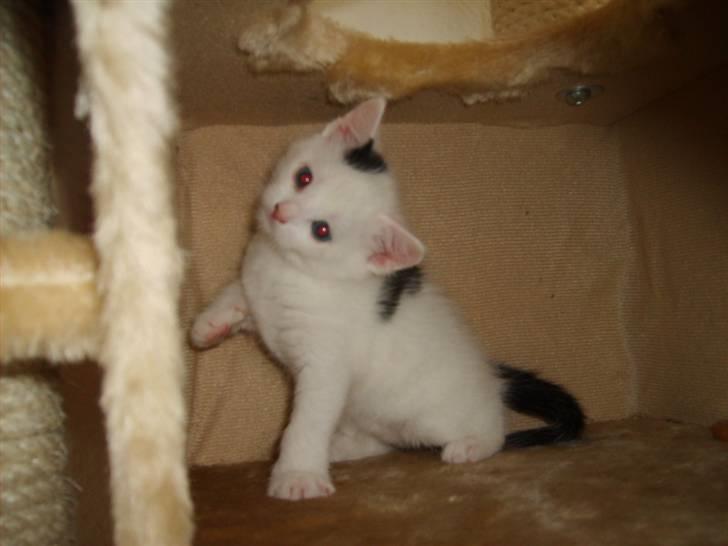 Blanding af racer Chanel billede 4